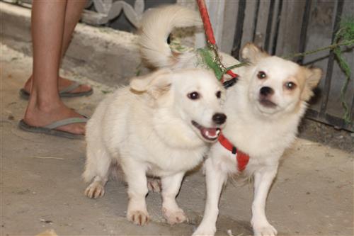 كلبين فرنسية للبيع